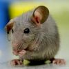 Mice Dominate NYC School Cafeterias 